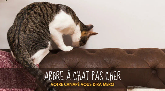 Arbre À Chat Pas Cher La Patte Velue
