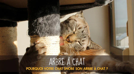 Arbre À Chat La Patte Velue