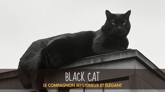 Black Cat La Patte Velue