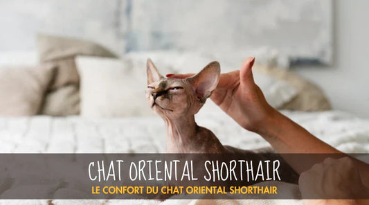 Chat Oriental Shorthair La Patte Velue