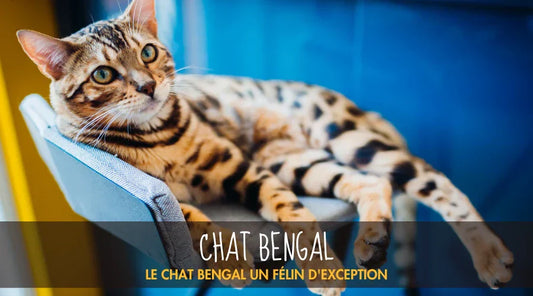 Chat Bengal La Patte Velue