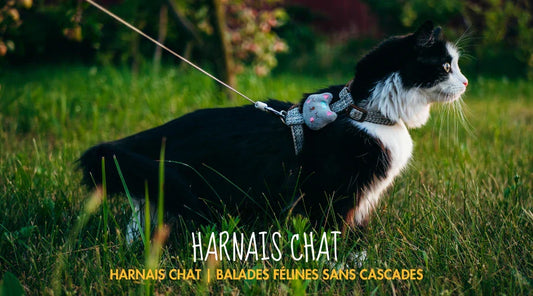 Harnais Chat La Patte Velue