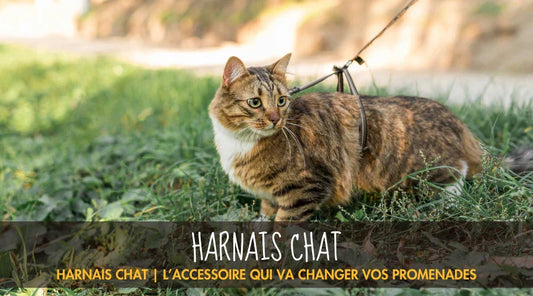 Harnais Chat La Patte Velue