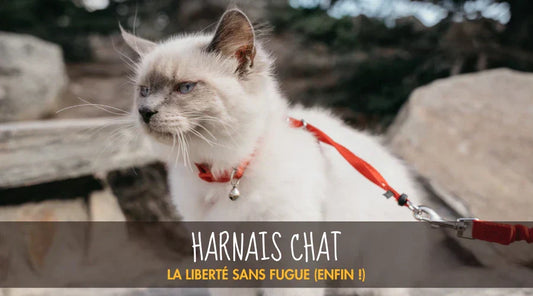 Harnais Chat La Patte Velue