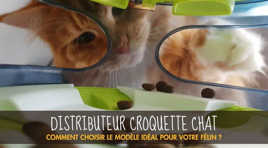 Distributeur Croquette Chat : Comment Choisir Le Modèle Idéal Pour Votre Félin ?