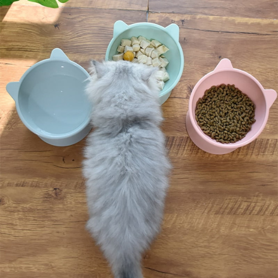 Bol Chat La Patte Velue