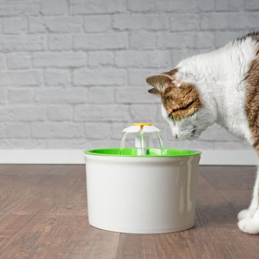 Fontaine Anti Stagnation La Patte Velue 1