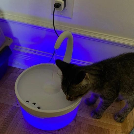 Fontaine Eau Silencieuse Pratique La Patte Velue 2