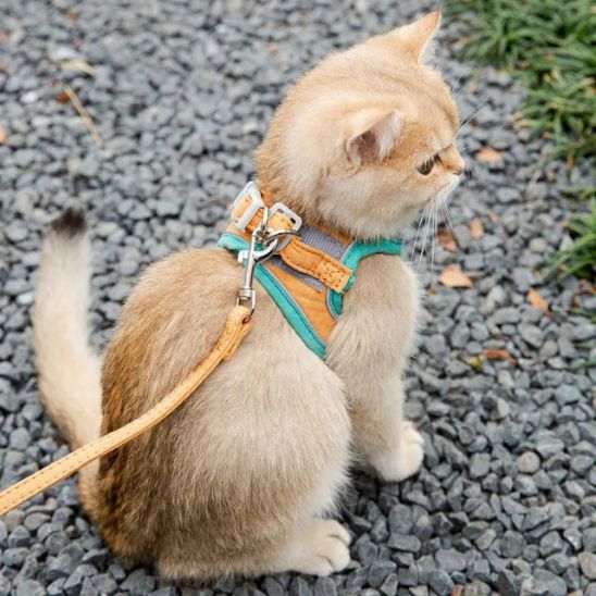 Harnais Chat Ajustable La Patte Velue 3