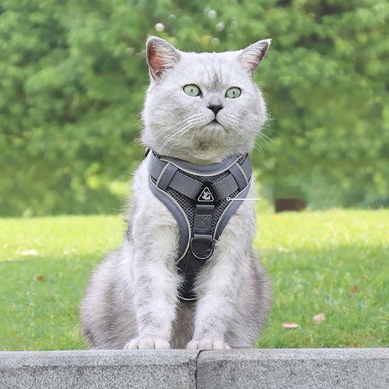 Harnais Chat Ergonomique La Patte Velue