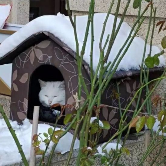 Niche pour Chat Exterieur Isolee La Patte Velue 3