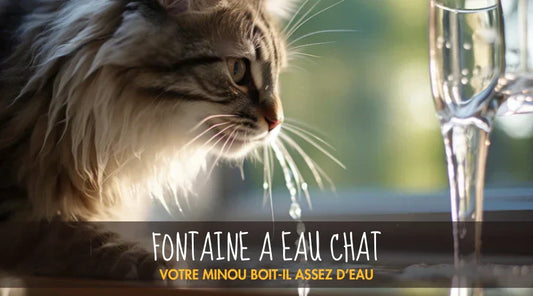 Fontaine A Eau Chat La Patte Velue