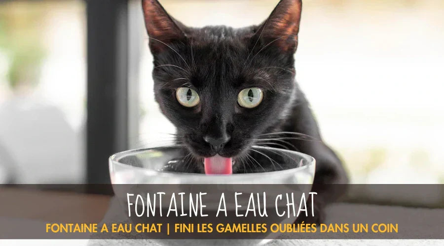 Fontaine A Eau Chat La Patte Velue