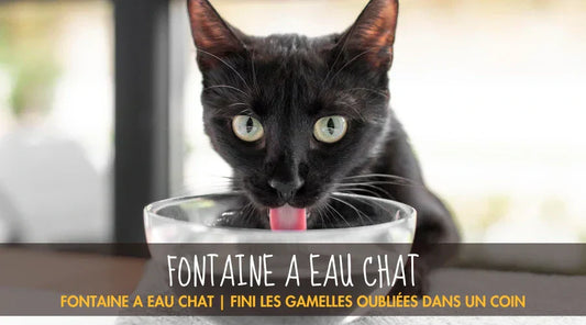 Fontaine A Eau Chat La Patte Velue