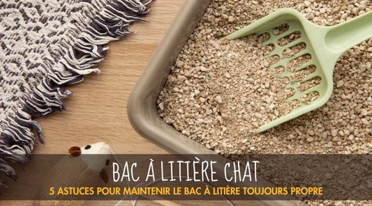 5 astuces pour maintenir le bac à litière toujours propre