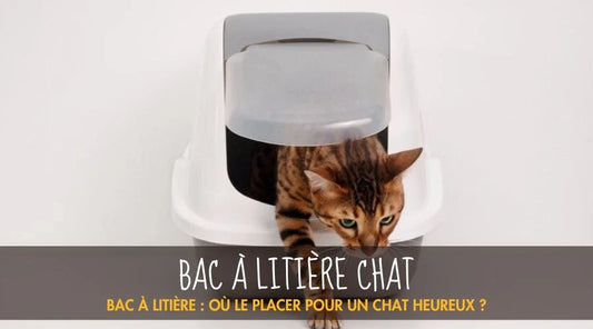 Bac à litière : où le placer pour un chat heureux ?
