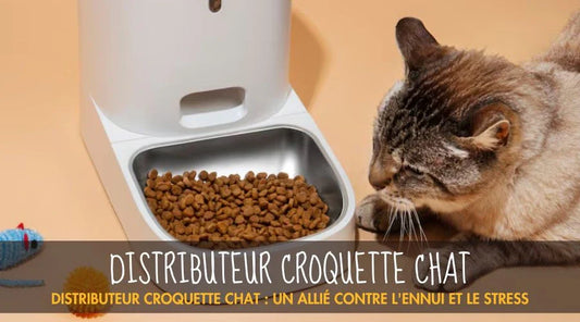 Distributeur croquette chat : un allié contre l'ennui et le stress