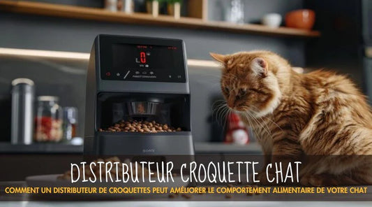 Comment un distributeur de croquettes peut améliorer le comportement alimentaire de votre chat