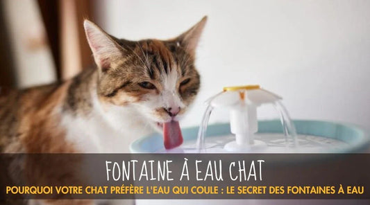 Pourquoi votre chat préfère l'eau qui coule : le secret des fontaines à eau