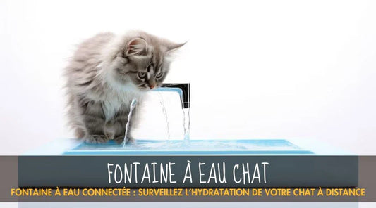 Fontaine à eau connectée : surveillez l’hydratation de votre chat à distance