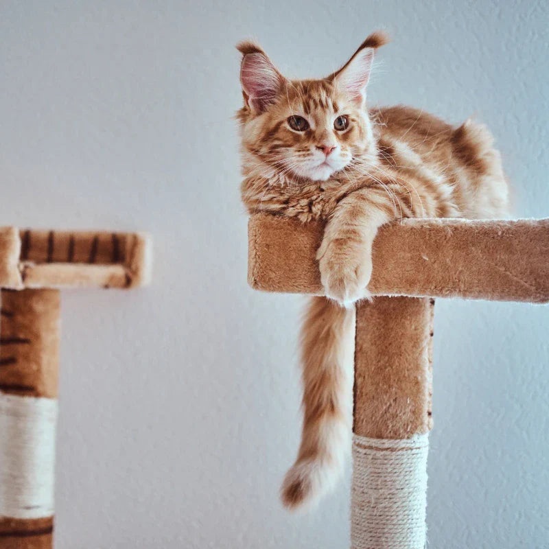 Arbre à Chat La Patte Velue