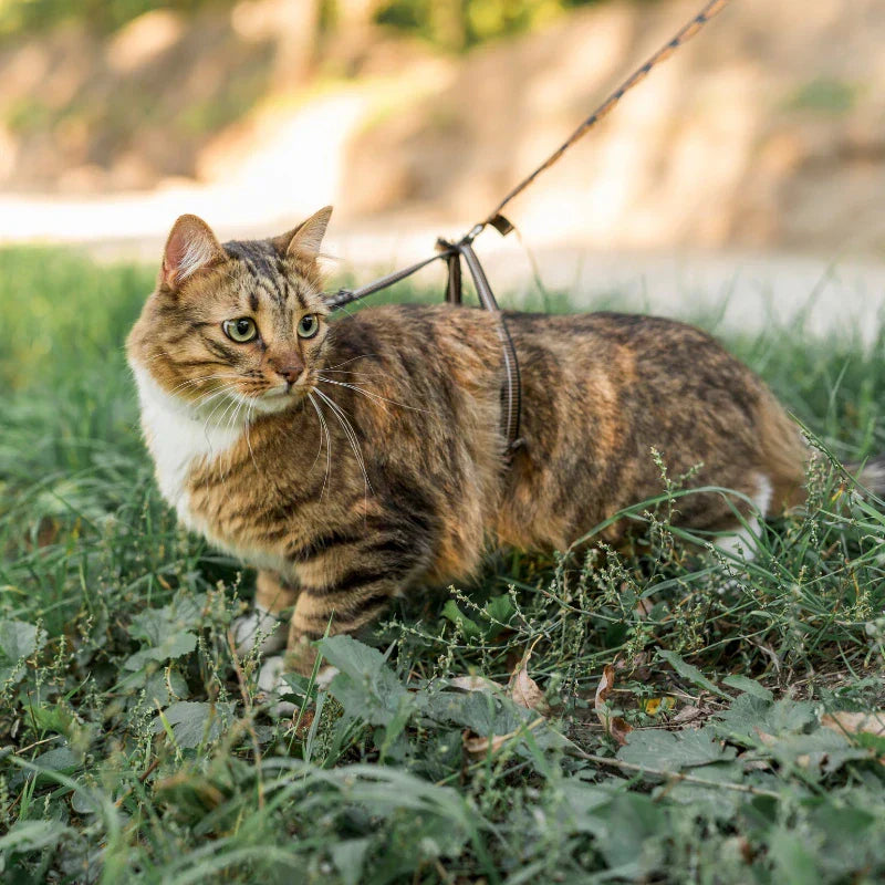 Harnais Chat La Patte Velue