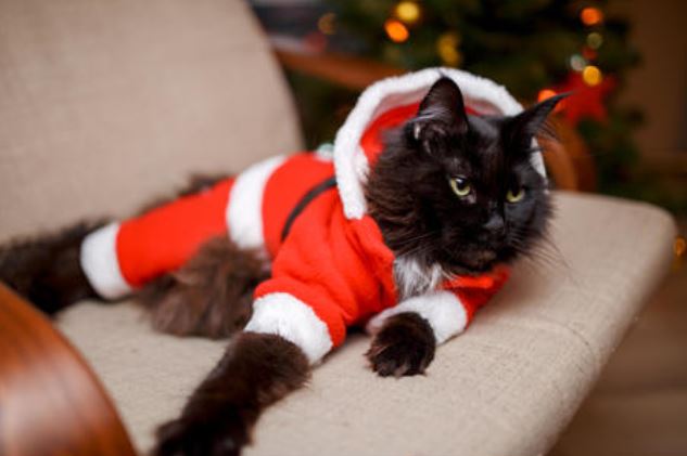 Costume Pere Noel pour chat La Patte Velue