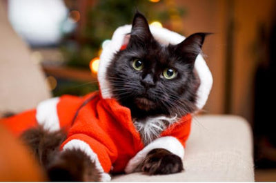 Costume Pere Noel pour chat La Patte Velue 2