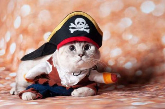 Costume de pirate pour chat - La Patte Velue