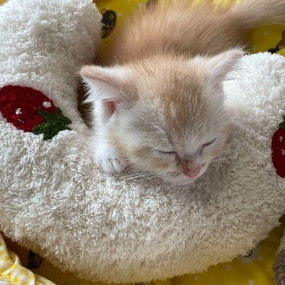 Coussin orthopedique chat La Patte Velue 2