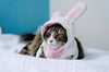 Deguisement Lapin pour Chat La Patte Velue 1