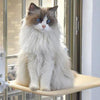 Hamac pour chat La Patte Velue 5
