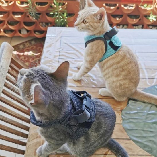 Harnais Respirant pour Chat La Patte Velue 5
