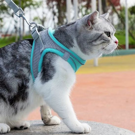 Harnais et Laisse Chat La Patte Velue 1