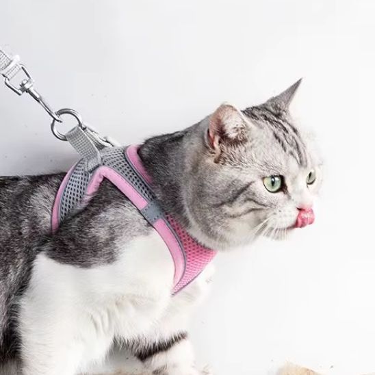 Harnais et Laisse Chat La Patte Velue 2