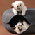 Panier tunnel pour chat – Anti-stress et ludique